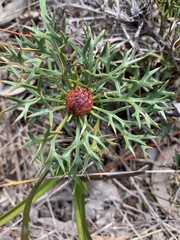 Isopogon ceratophyllus