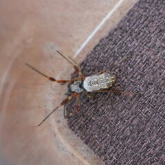 Trichonephila edulis