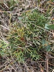 Isopogon ceratophyllus