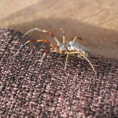 Trichonephila edulis