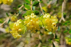 Pimelea flava