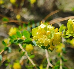 Pimelea flava