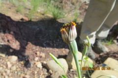 Eulithosia plesioglauca