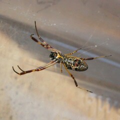 Trichonephila edulis