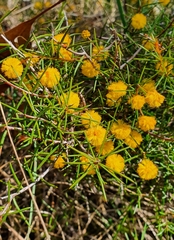 Acacia brownii