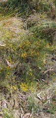 Acacia brownii