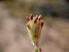Pimelea trichostachya