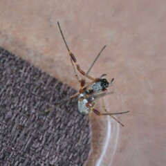 Trichonephila edulis