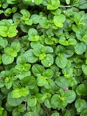 Pilea nummulariifolia