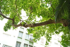 Magnolia × alba