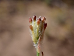 Pimelea trichostachya