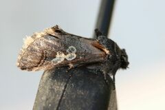 Diloba caeruleocephala