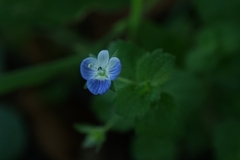 Veronica persica