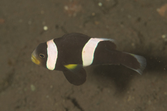 Amphiprion polymnus