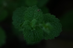 Veronica persica