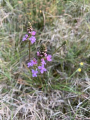 Stylidium graminifolium