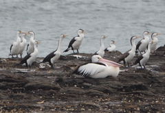 Phalacrocorax varius