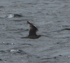 Numenius madagascariensis