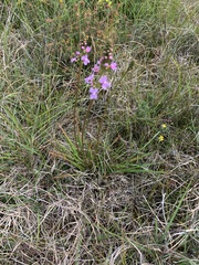 Stylidium graminifolium