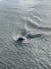 Phoca vitulina vitulina