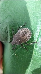 Halyomorpha halys