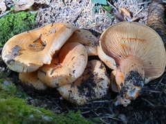 Lactarius salmonicolor