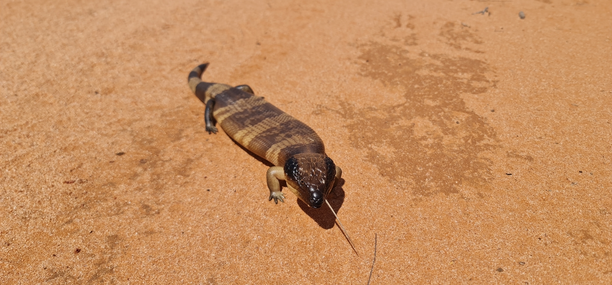 western bluetongue, western blue-tongued lizard