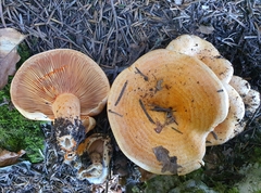 Lactarius salmonicolor