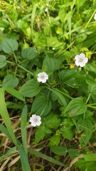 Geranium thunbergii