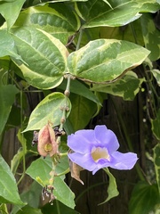 Thunbergia grandiflora
