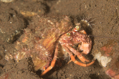 Dardanus pedunculatus