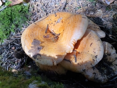 Lactarius salmonicolor