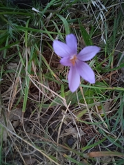 Crocus nudiflorus