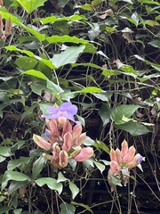 Thunbergia grandiflora