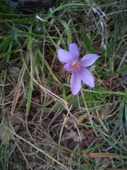 Crocus nudiflorus