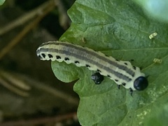 Yponomeuta evonymella
