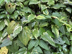 Thunbergia grandiflora