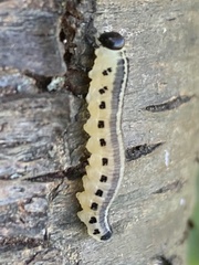 Yponomeuta evonymella