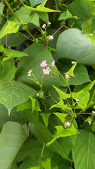 Persicaria thunbergii