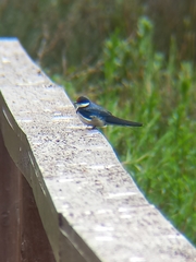 Hirundo albigularis