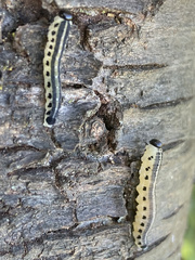 Yponomeuta evonymella