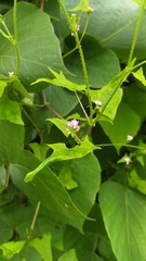 Persicaria thunbergii