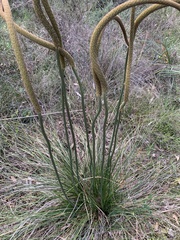 Xanthorrhoea minor lutea
