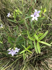 Billardiera cymosa