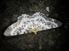 Metabraxas clerica