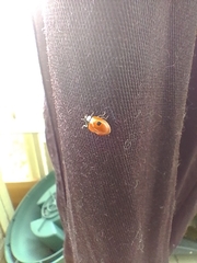 Adalia bipunctata