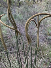 Xanthorrhoea minor lutea