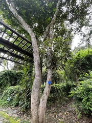 Mangifera indica