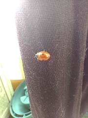 Adalia bipunctata