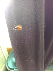 Adalia bipunctata